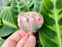 Load image into Gallery viewer, Echeveria Lenore Dean | 玉蝶锦
