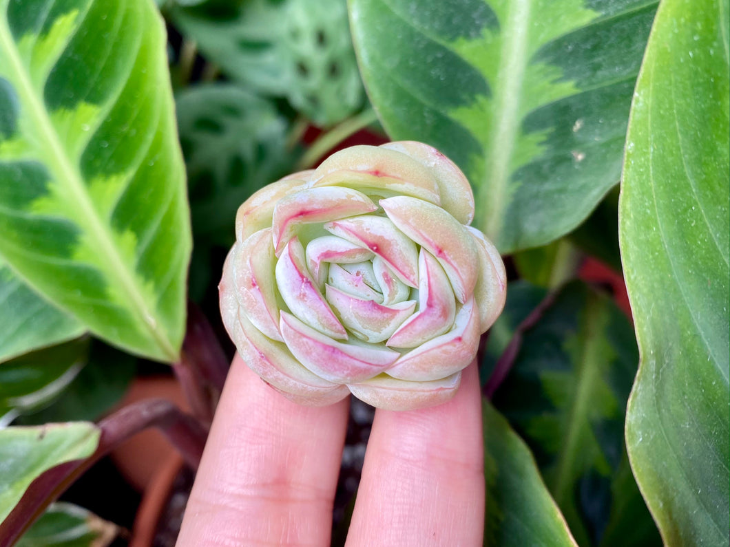 Echeveria Strawberry Ice | 草莓冰