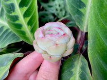 Load image into Gallery viewer, Echeveria Strawberry Ice | 草莓冰
