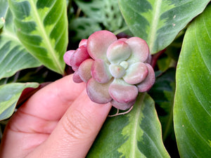Echeveria Lepe flower