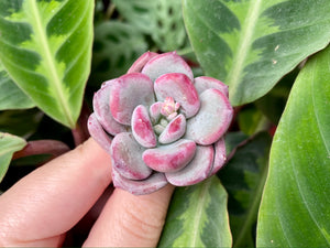 Echeveria