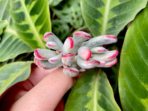 Cotyledon orbiculata cv variegata