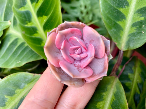 Echeveria rainbow flower