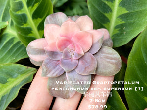 Variegated Graptopetalum pentandrum flower