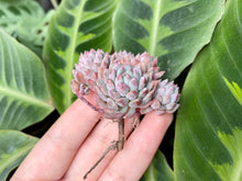 Load image into Gallery viewer, Echeveria Chrissy N ryan image
