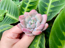 Load image into Gallery viewer, Pachyphytum cv Frevel
