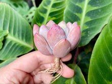 Load image into Gallery viewer, Pachyphytum cv Frevel image
