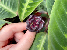 Load image into Gallery viewer, Echeveria Black Rose
