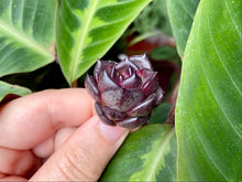 Load image into Gallery viewer, Echeveria Black Rose flower
