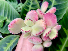 Load image into Gallery viewer, Cotyledon tomentosa f. variegata image
