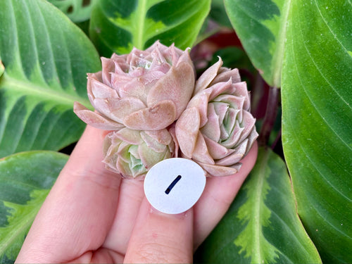 Echeveria simulans Ascension