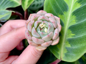 Echeveria mexensis Zaragosa