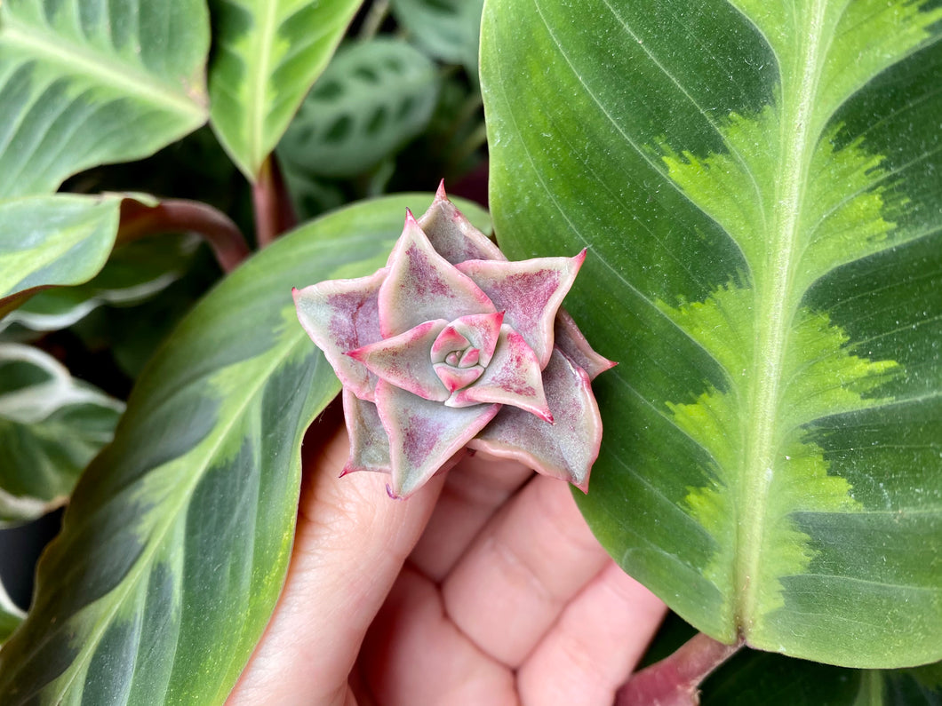 Echeveria Madiba