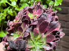 Load image into Gallery viewer, Aeonium &#39;Phoenix Flame&#39; Variegated | 凤凰锦
