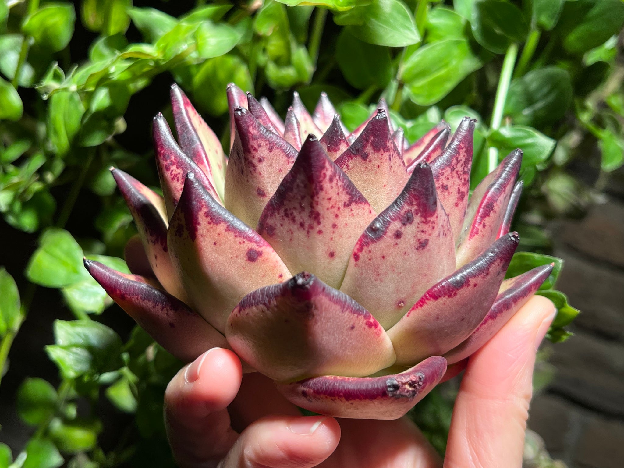 ebony succulent Echeveria agavoides Ebony | Succulent in Canada