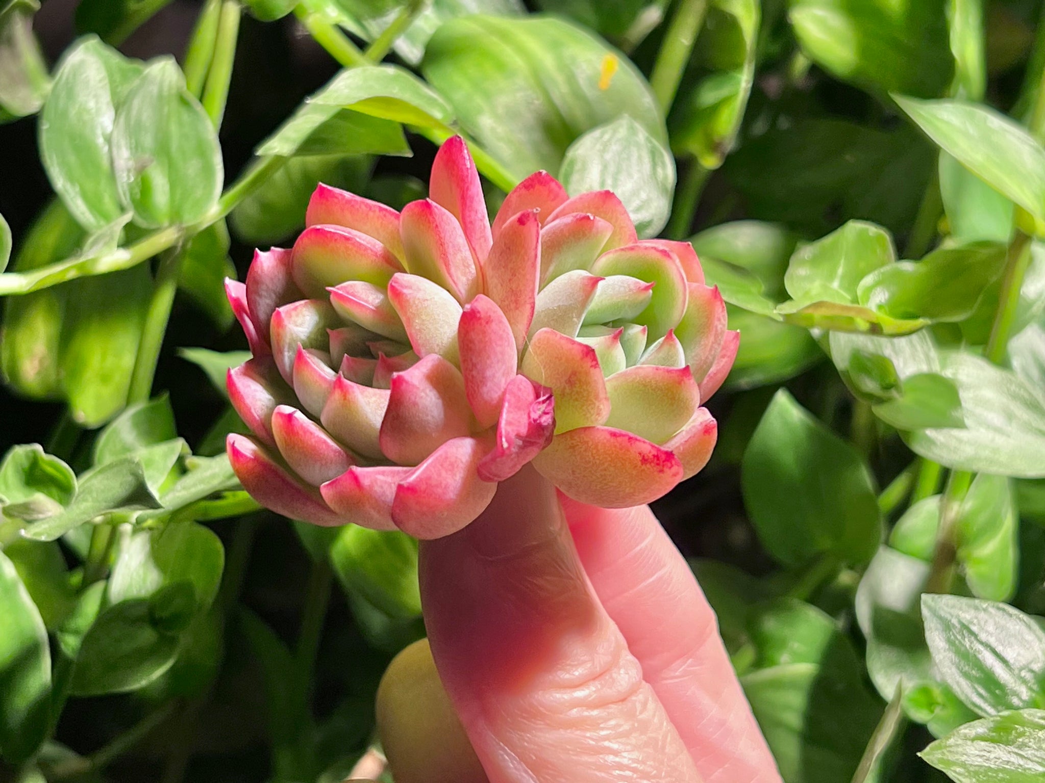 succulent plants canada Echeveria 'Red Ice' | Succulent in Canada