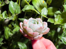 Load image into Gallery viewer, Echeveria Haimeng | 海梦

