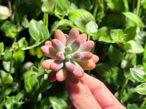 Sedum pachyphyllum hyb (Patric Star) | 派大星