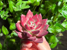 Load image into Gallery viewer, Echeveria Forever | 血色浪漫
