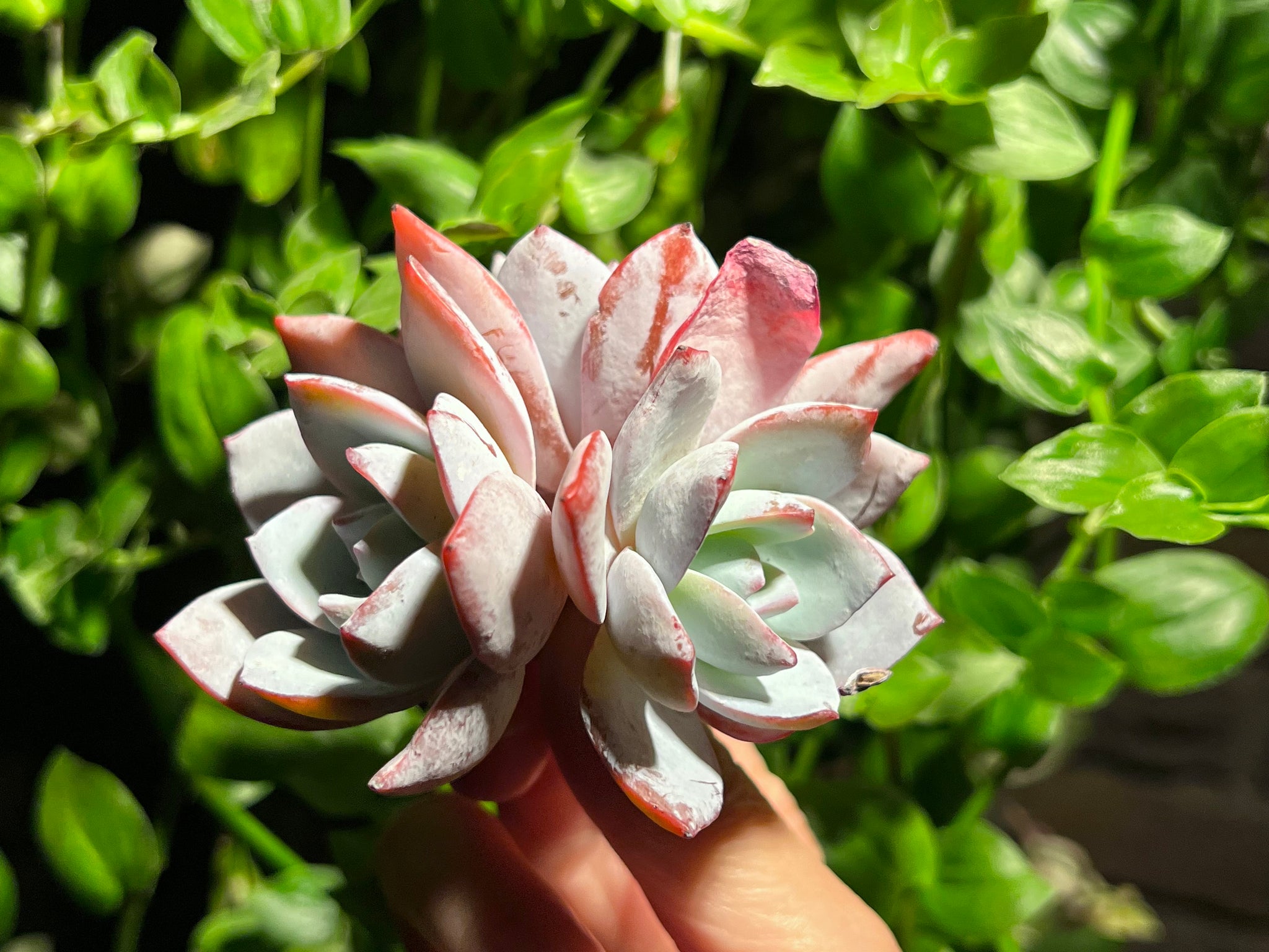 succulent plants canada Echeveria White Lotus | Succulent in Canada