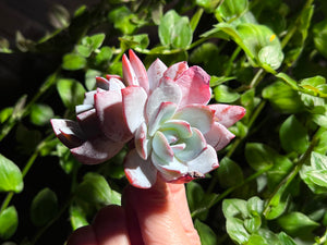 Echeveria White Lotus | 白莲