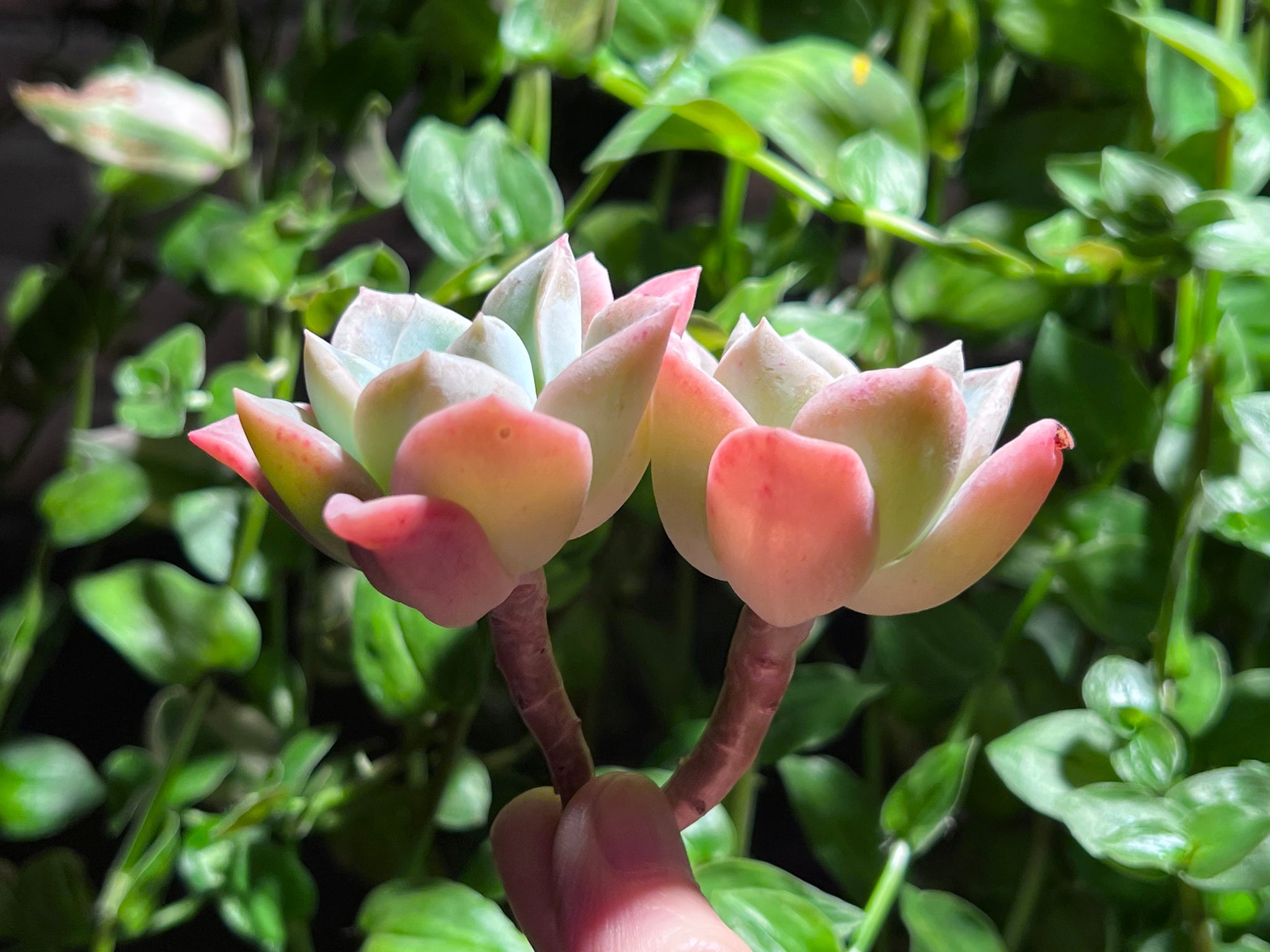 harry watson succulent Graptoveria 'Harry Watson' | Succulent in Canada