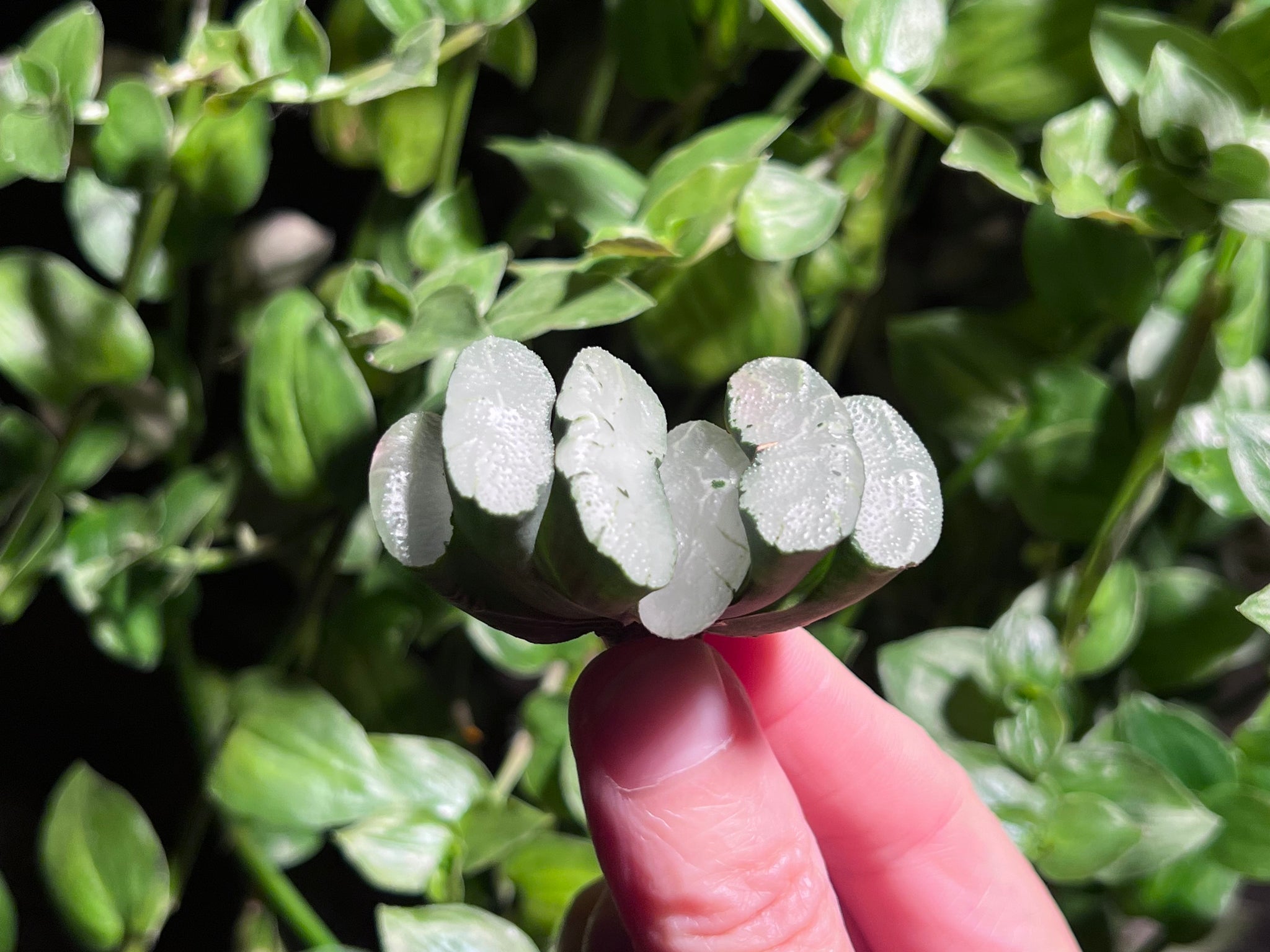 Haworthia truncata ‘White Moon’ | 旷月玉扇