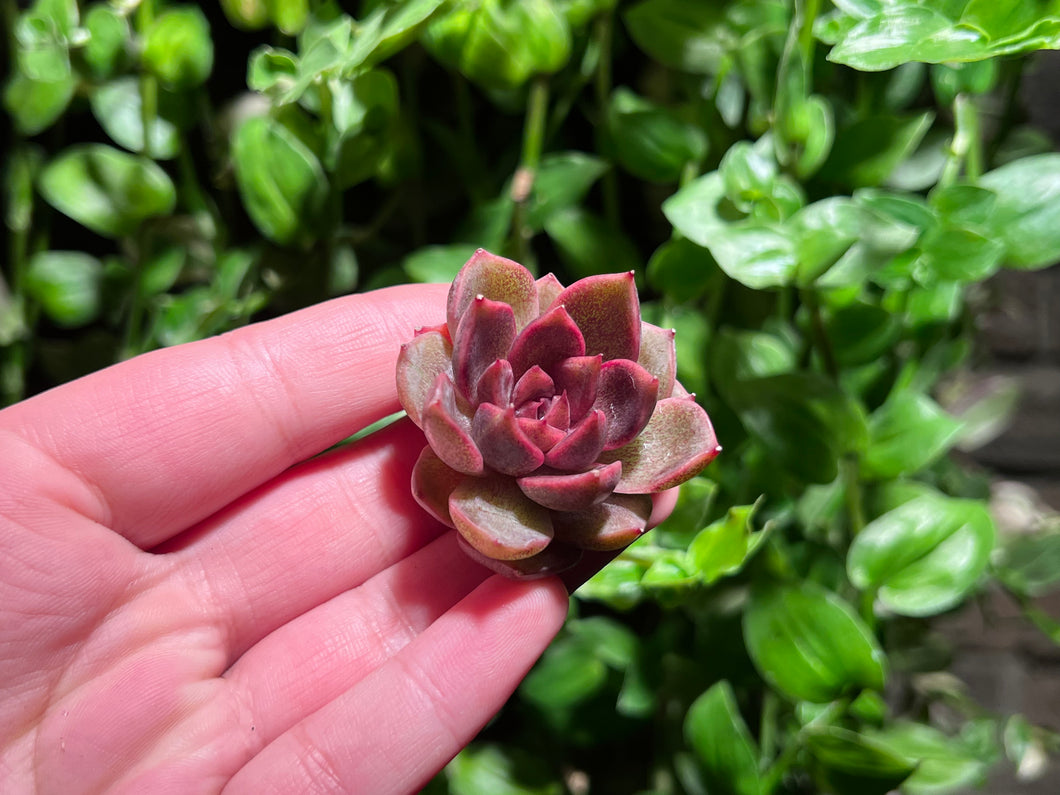 Echeveria 'Chocolate mousse'  | 巧克力慕斯