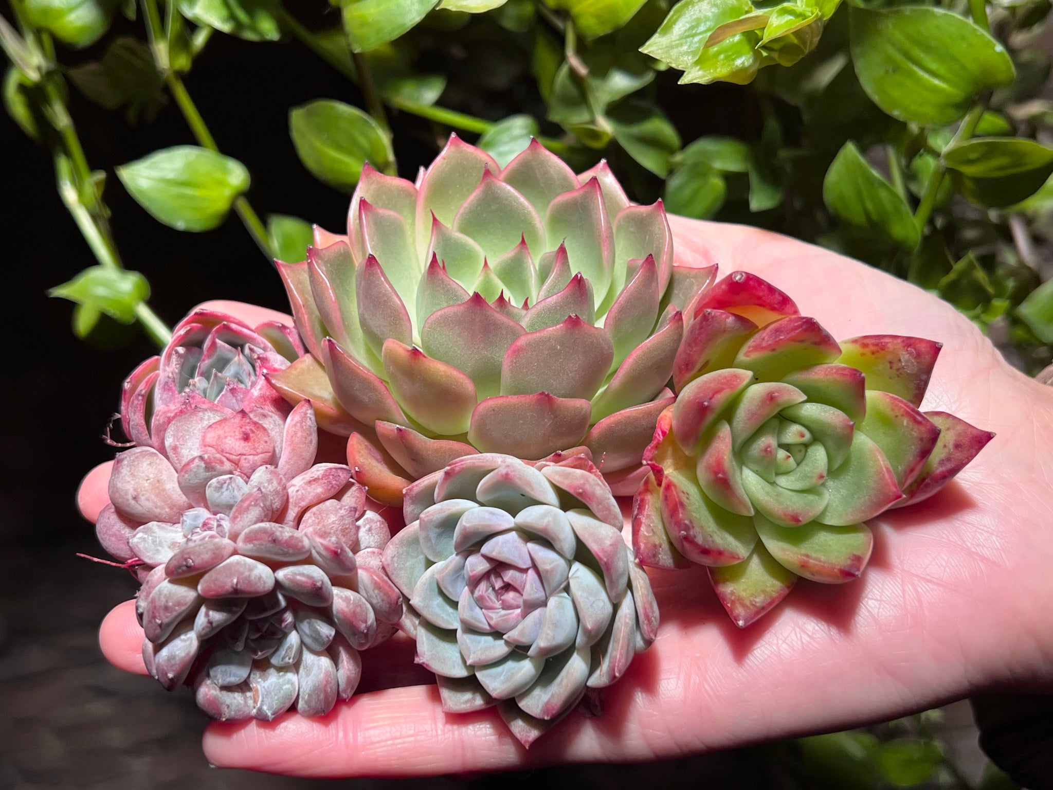 black friday succulents Black Friday Special Bundle #1 | Succulent in Canada