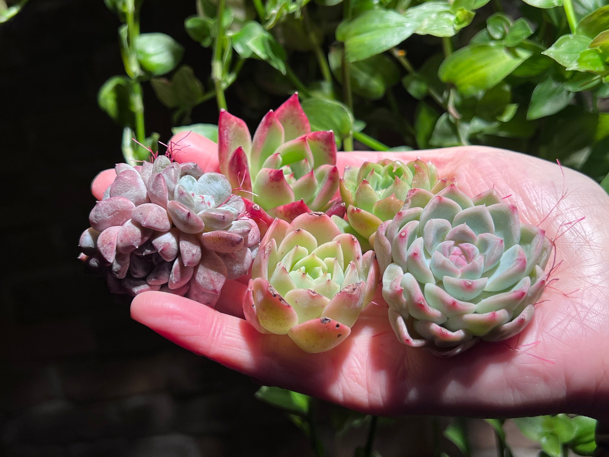 black friday succulents Black Friday Special Bundle #1 | Succulent in Canada