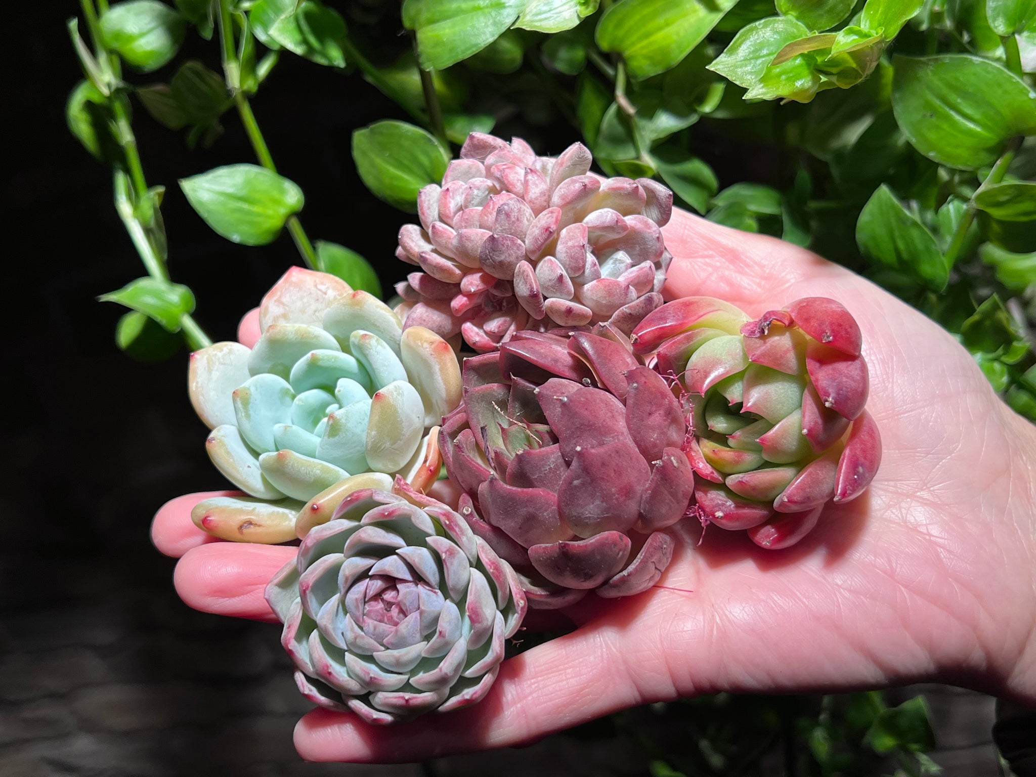 black friday succulents Black Friday Special Bundle #1 | Succulent in Canada