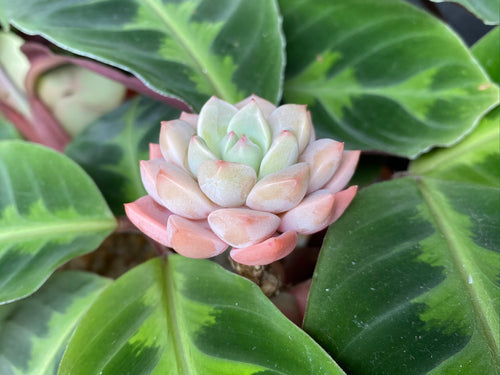 Echeveria Pretty in Pink