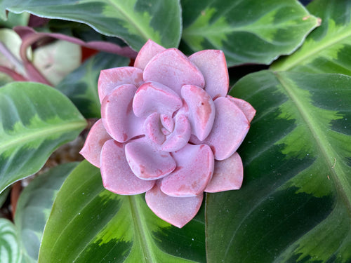 Graptoveria Debbie