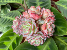 Load image into Gallery viewer, Echeveria Laulensis red flower
