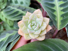 Load image into Gallery viewer, Echeveria moon fairy
