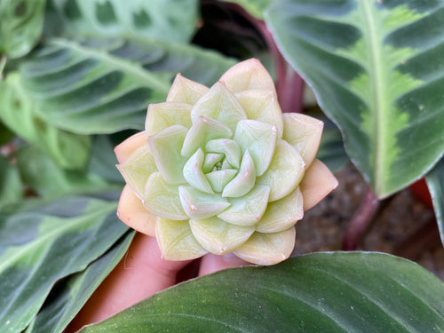 Echeveria moon fairy