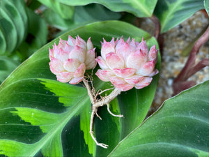 Echeveria Charlesrose - Cluster flower