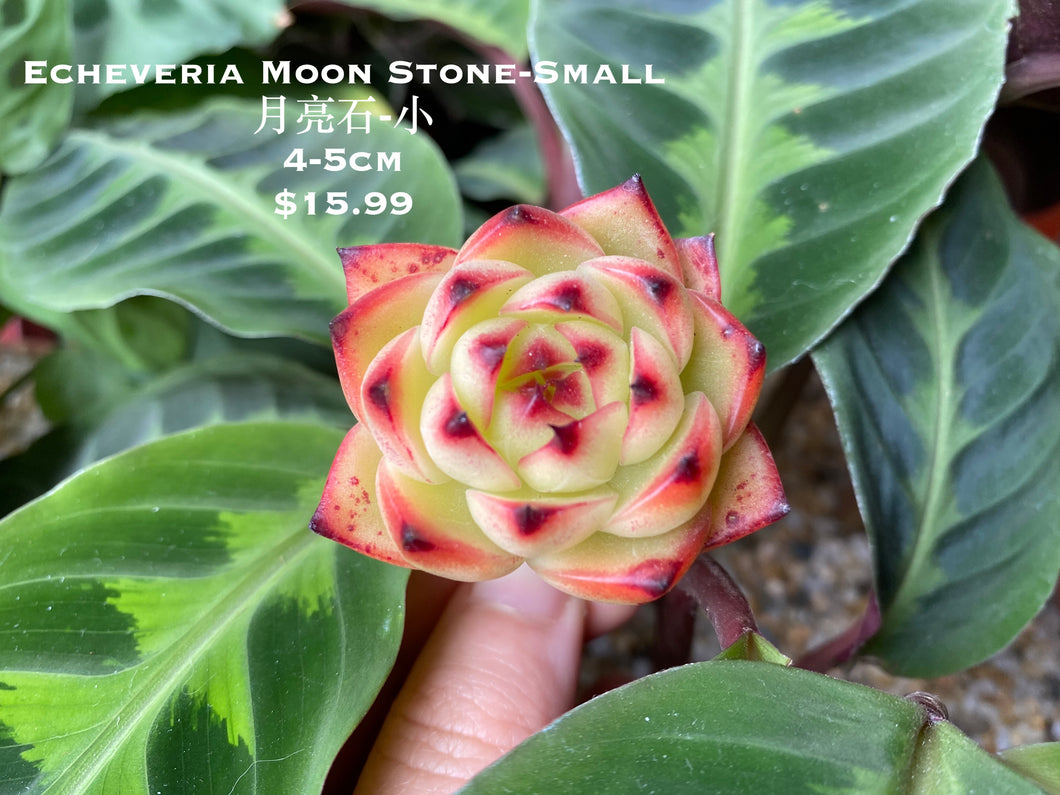 Echeveria Moon Stone flower