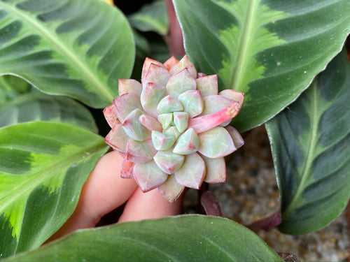 Echeveria Subcorymbosa Lau 030