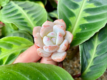 Load image into Gallery viewer, Echeveria Monroe
