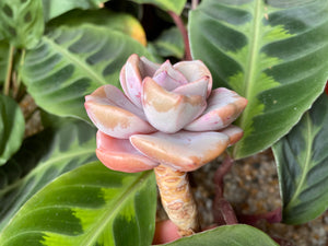 Graptoveria Mrs. Richards image