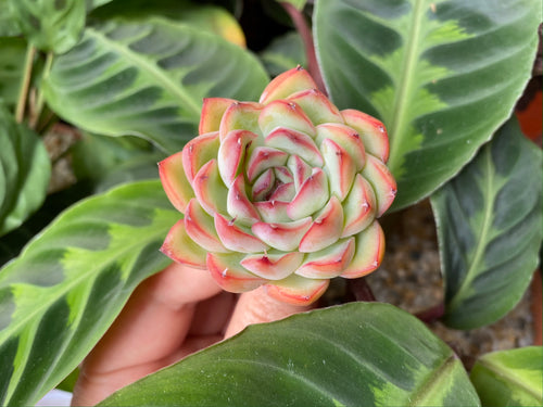 Echeveria pulidonis