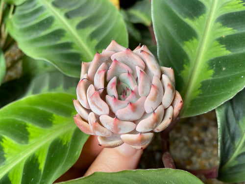 Echeveria mexensis Zaragosa