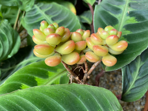 Sedum lucidum Obesum flower