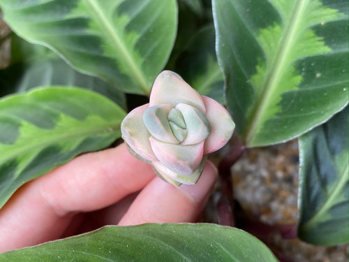 Crassula cv Moonglow