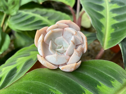 Echeveria Marilyn