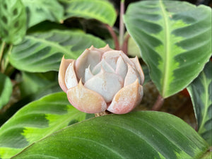 Echeveria Marilyn flower