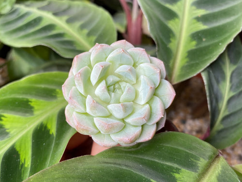 Echeveria Alba Beauty