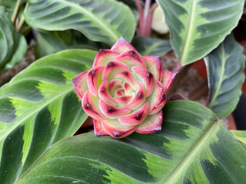 Echeveria Fire Pillar