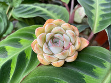 Load image into Gallery viewer, Echeveria Fiona image
